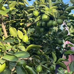 Limón fresco y orgánico 