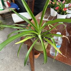 Panta 
