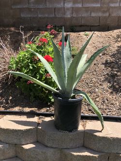 Blue Agave