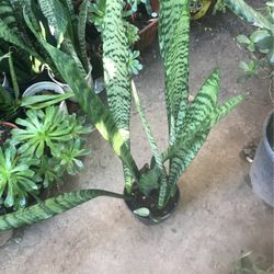 Snake Plants 