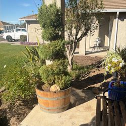 2 Cypress Plants In Barrels 