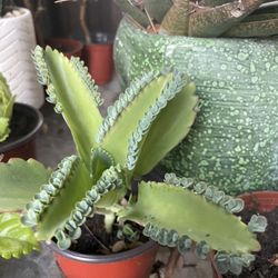 Cactus and Succulent’s 🪴