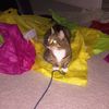 Amy