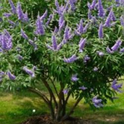  chaste tree is  8 feet tall The Bola Y Uno De 30gallons 