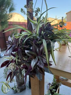 Plants for Sale