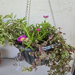 $15. Hanging Plants 