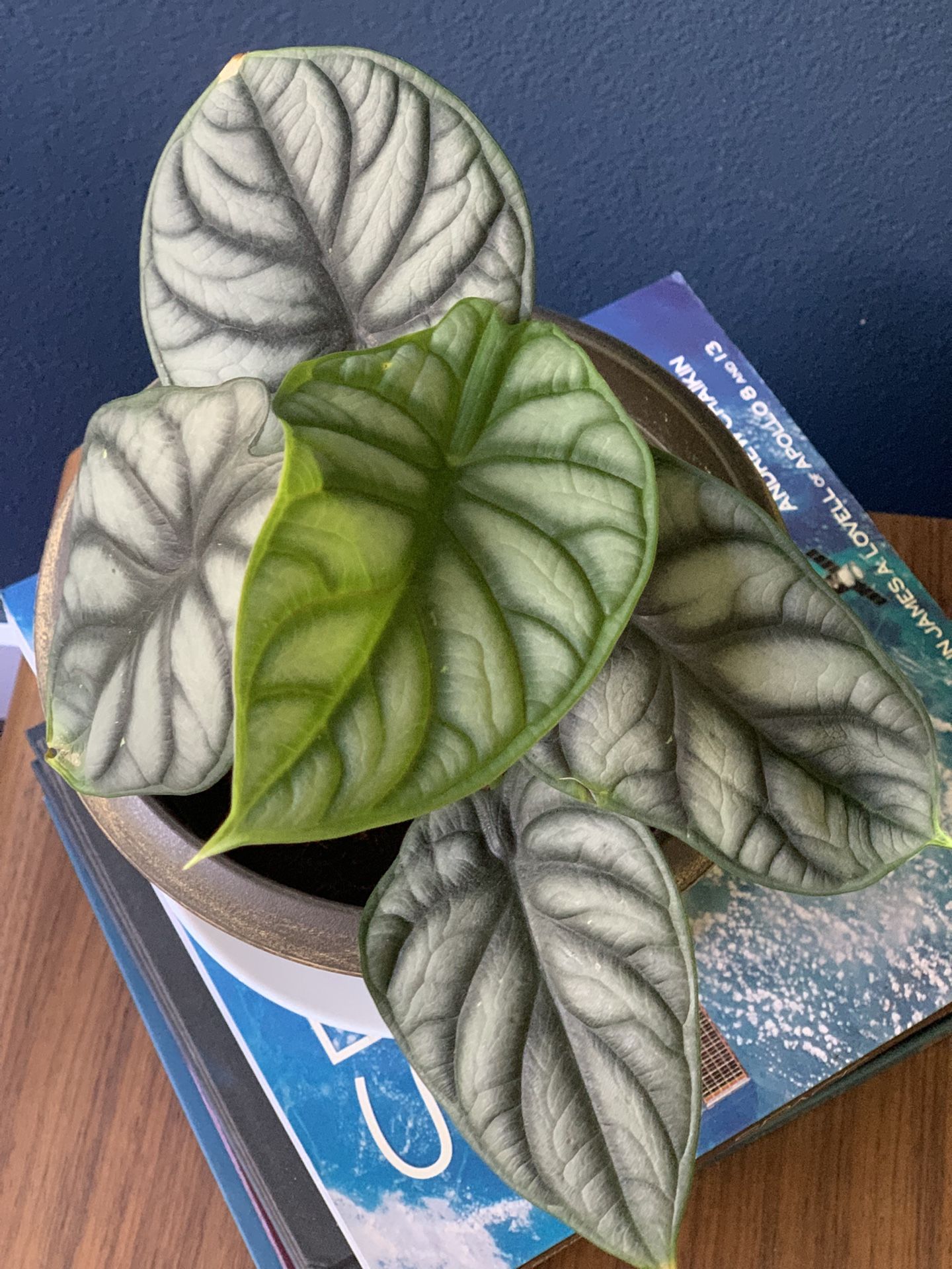 Live And Healthy Alocacia Plant