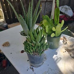 Succulents And Cactus Plants
