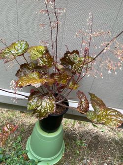 Heuchera, Coral Bells “Evergreen” Perennial Plant Has Beautiful Foliage.