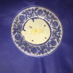 Rare Sand dollar