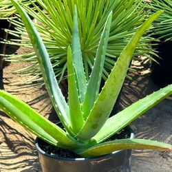 Aloe Vera Succulent Plants (1-2' ft.) 🪴