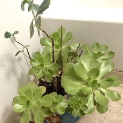 Succulents Plant