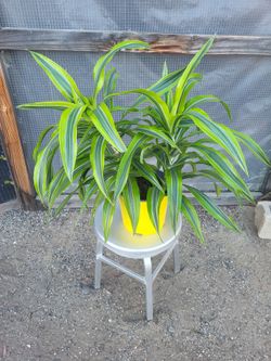 Dracaena Lemon Lime Plant 10" Nursery Pot