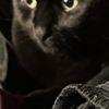 priscilla