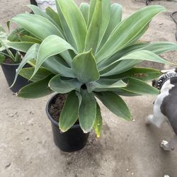 Big Agave 