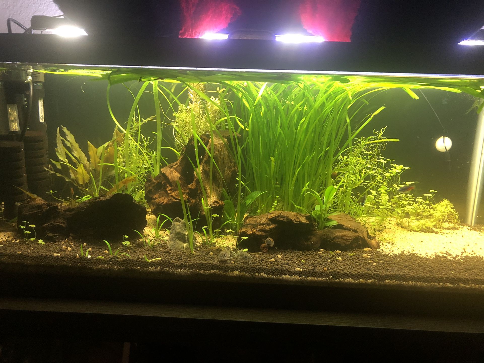 Fish Tank JUNGLE VAL PLANT FOR SALE!!!🌱
