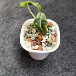 Live Plant 🌱 Alocasia Pink Poly Mint #3