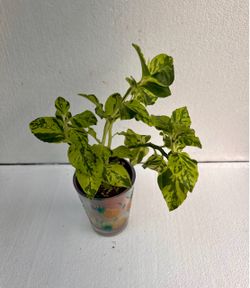 Devil’s Backbone Variegated