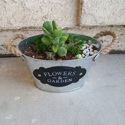 Succulent Arrangement 