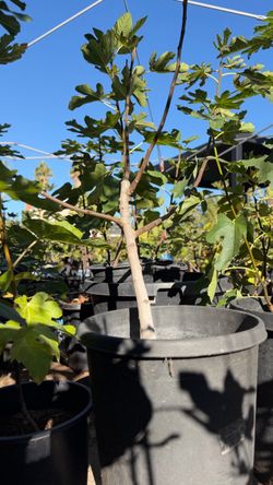 Black Jack Fig Tree in 15-Gallon Pot