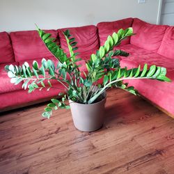 Large Lush ZZ Plant with Pot (Zamioculcas Zamiifolia)