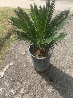 Sego Palms