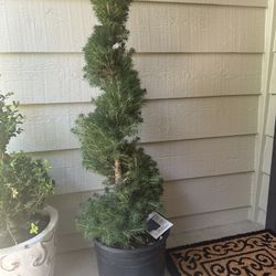 Spiral Spruce Topiary 