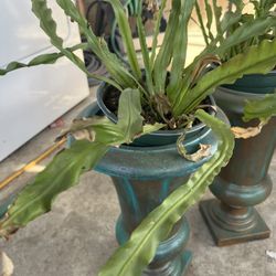 Hand Painted Planters With Plants