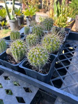 Cactus