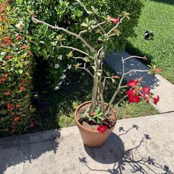 Dessert rose plant in clay flower pot 4 feet tall