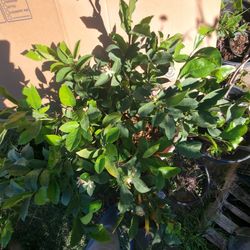 25 Gallon Organic Dwarf Meyer Lemon Tree