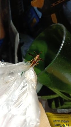 Engine Transmission Dodge Bumpers Doors Gates