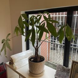 Money tree