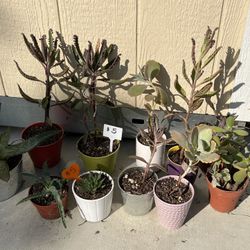 $5 Succulents 