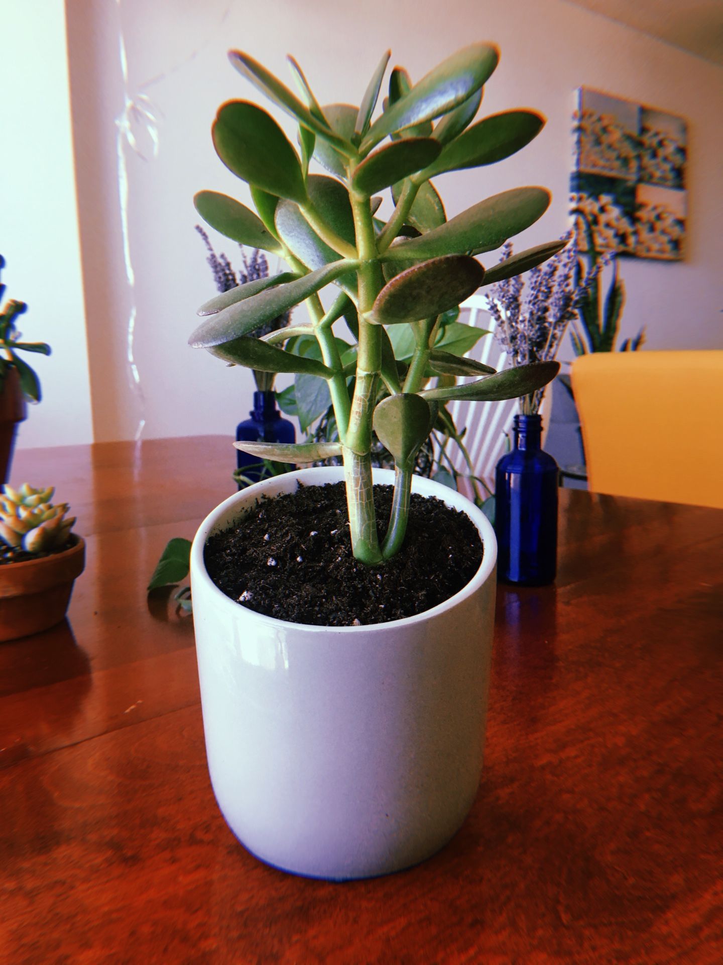 Succulent with Pot