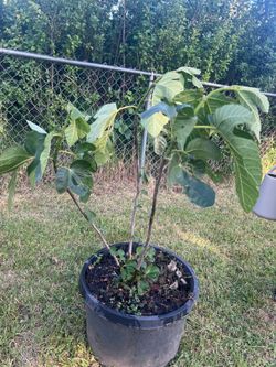 Fig tree