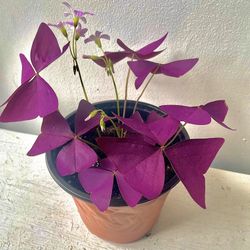 Night Flower Oxalis/ Purple Shamrock 
