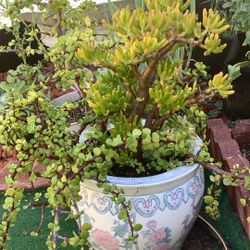 Porcelain Large Planter Pot Vintage With Two Large Plants