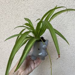 Beautiful Variegated Spider Plant With Cute Elephant 🐘 Pot