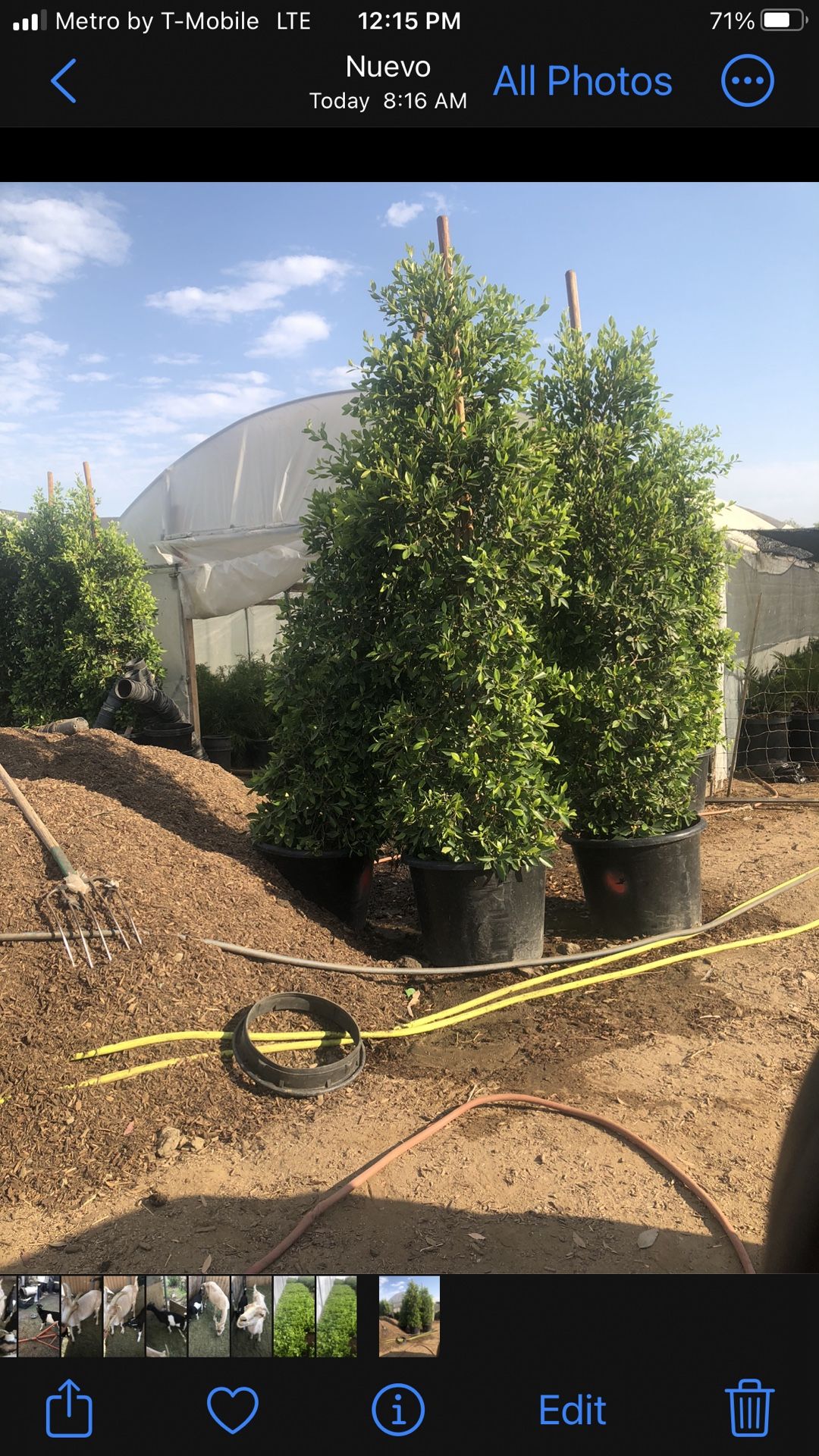 Ficus Nitida 25 Gallons 9 Feet Tall Planting Service Available