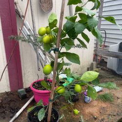Plant: Lemon