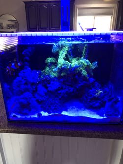 Saltwater Tank