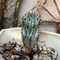 Unusual Cactus Cutting