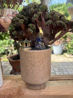 Korea Crest Sccuclents 