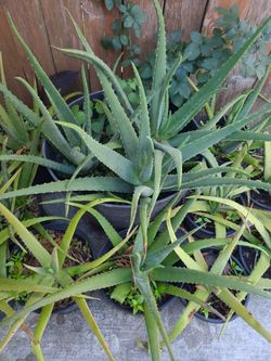 Sabila Aloe Vera ,,,Oja Grande