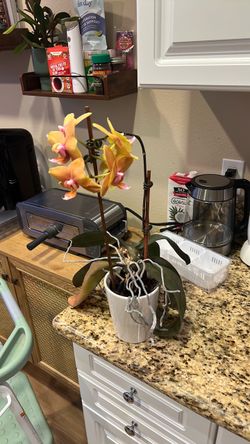 Live Phalaenopsis Orchid in White Pot