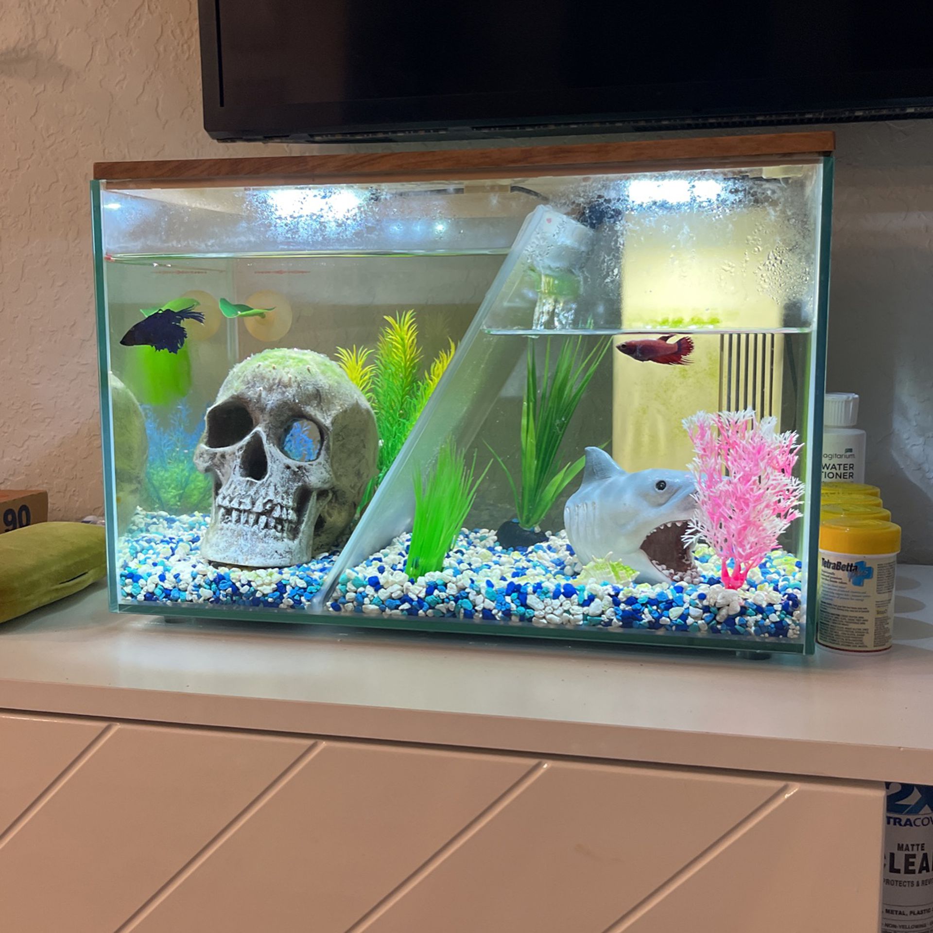 Fish Tank And Two Betta Fish