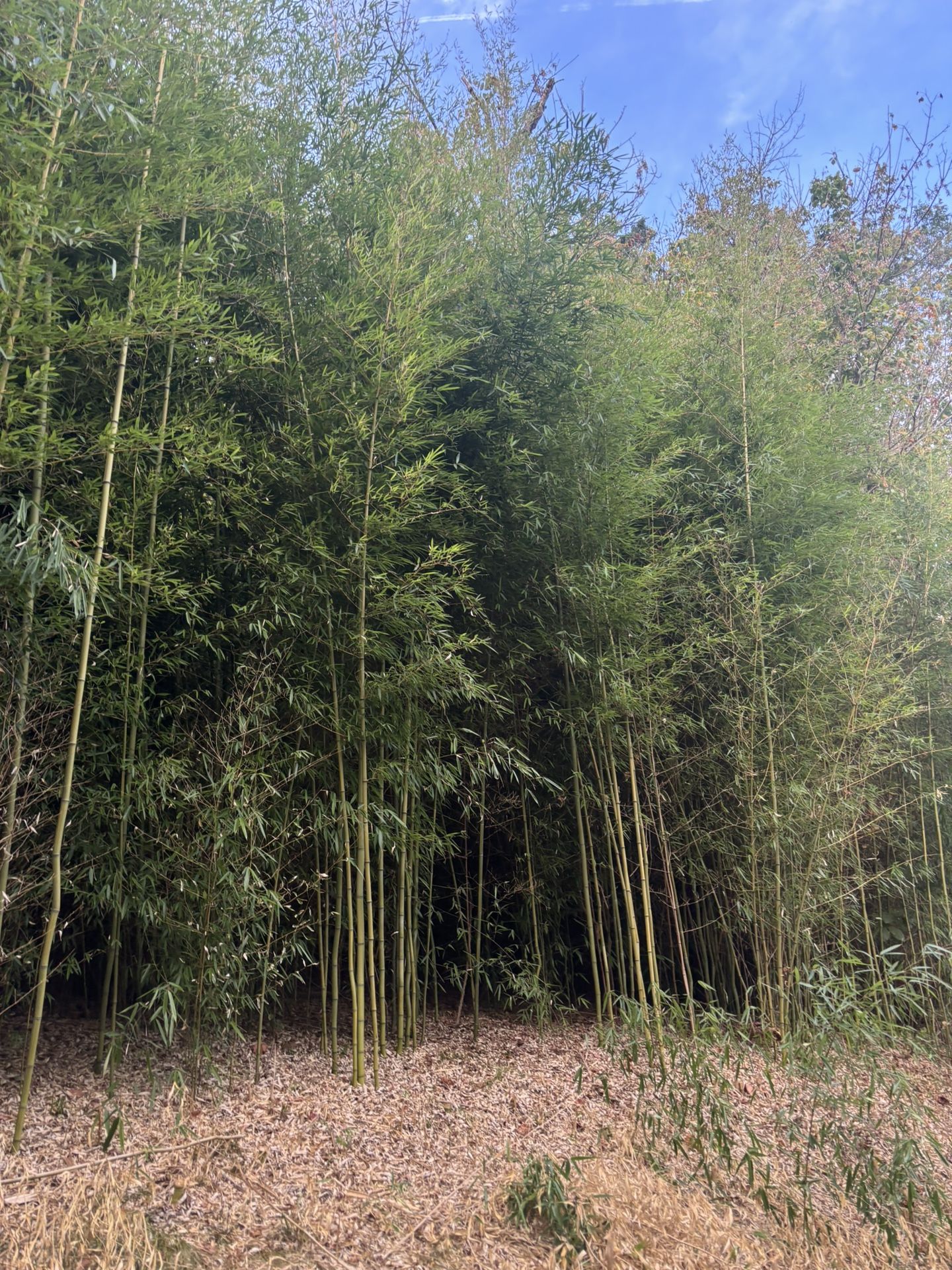 Bisset Bamboo