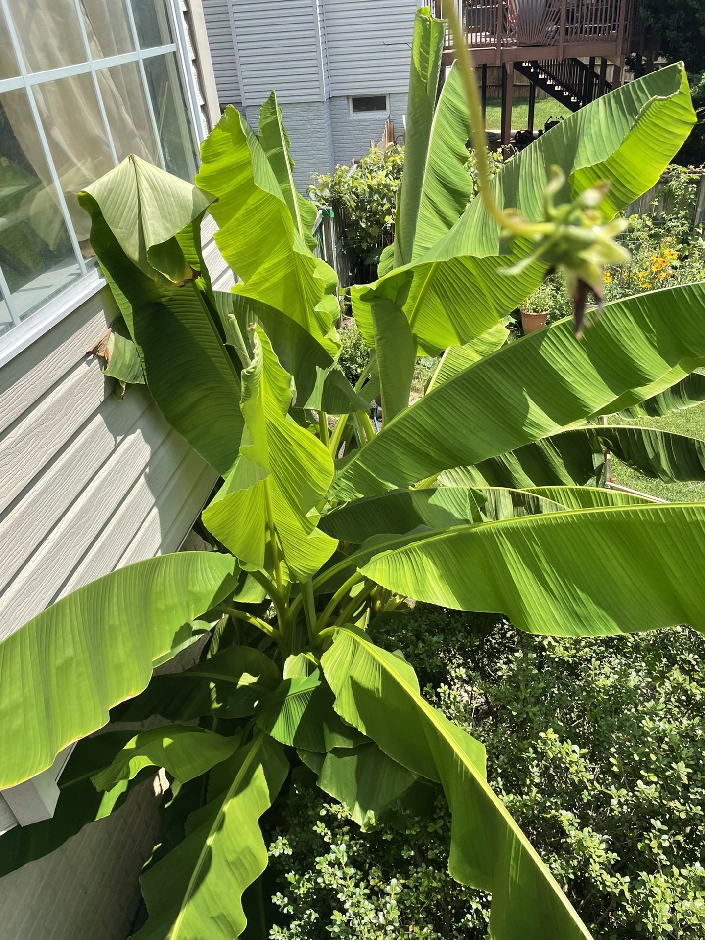 Banana Leaves