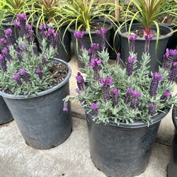 Spanish Blue Lavender 15$ Each
